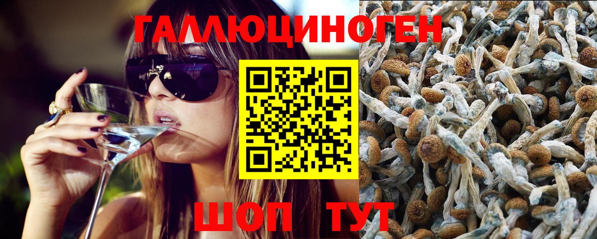 Урус-Мартан  Псилоцибиновые грибы ЛСД  Вход с VPN  Псилоцибиновые грибы Psilocybe 